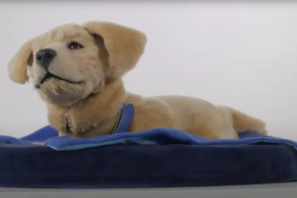Robotic dog helps those facing mental health and cognitive challenges
