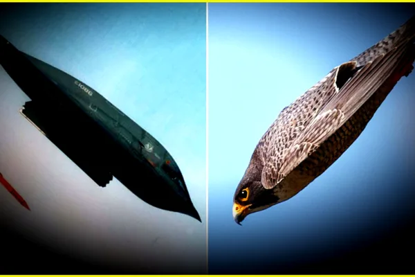The Northrop Grumman B-2 Spirit: A Falcon-Inspired Marvel of Stealth Technology B-2 Spirit