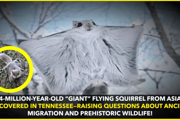 4-Million-Year-Old “Giant” Flying Squirrel from Asia Discovered in Tennessee—How Did It Get Here? 4-Million-Year-Old “Giant” Flying Squirrel from Asia Discovered in Tennessee—How Did It Get Here?
