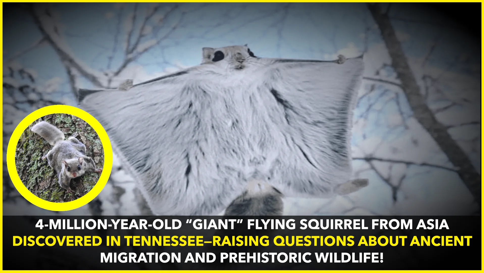 4-Million-Year-Old “Giant” Flying Squirrel from Asia Discovered in Tennessee—How Did It Get Here?