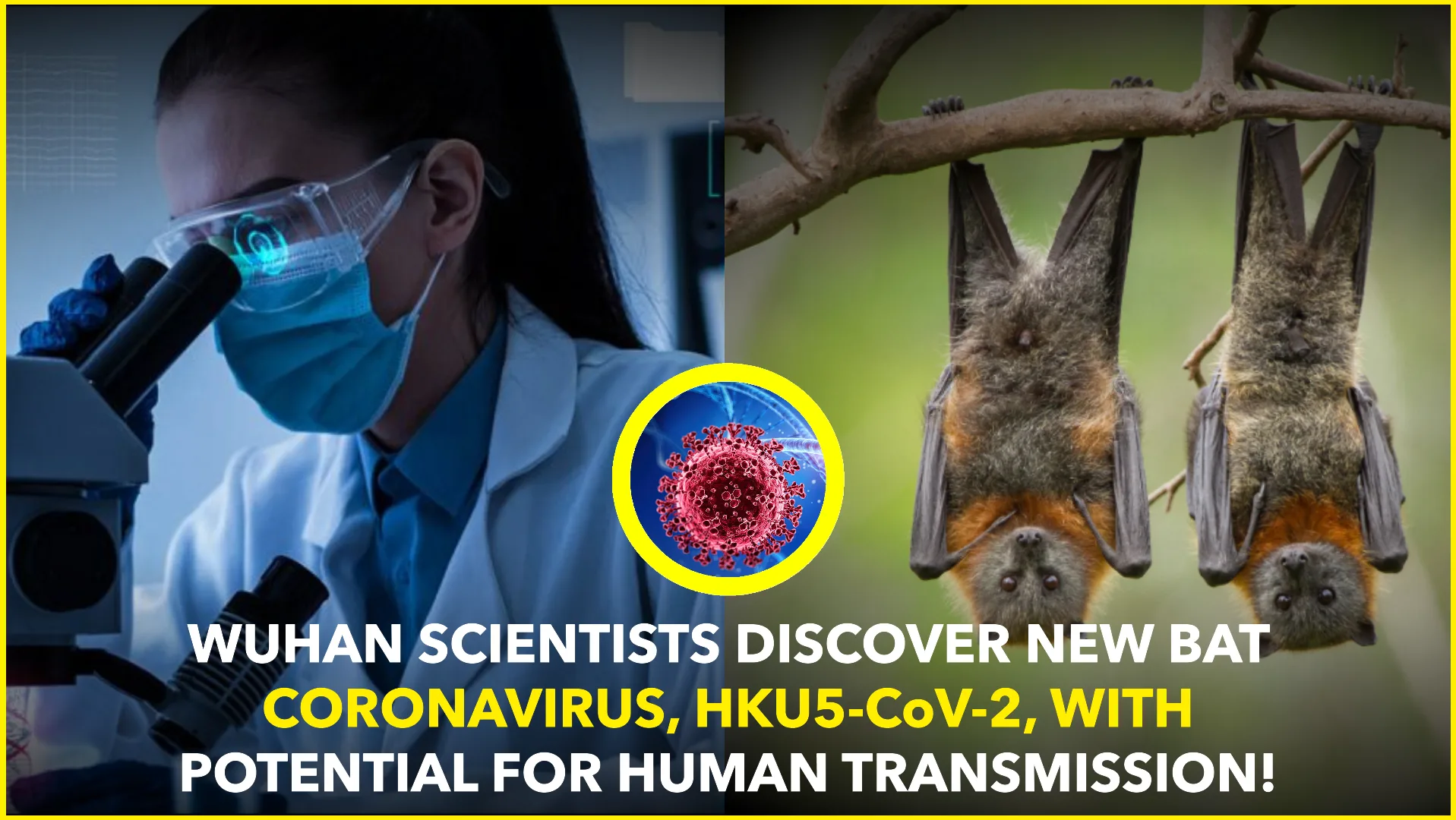 Wuhan Scientists Discover New Bat Coronavirus, HKU5-CoV-2, With Potential for Human Transmission
