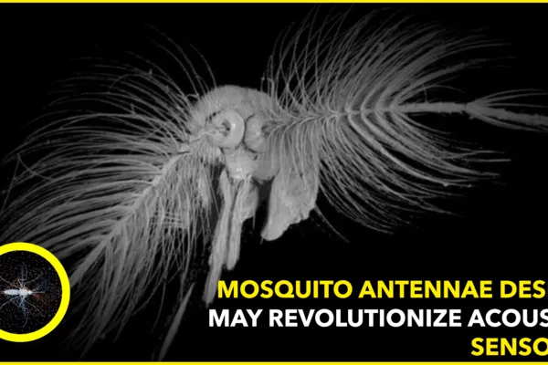 The Sophisticated Design of Mosquito Antennae Could Help Develop Advanced Acoustic Sensors The Sophisticated Design of Mosquito Antennae Could Help Develop Advanced Acoustic Sensors