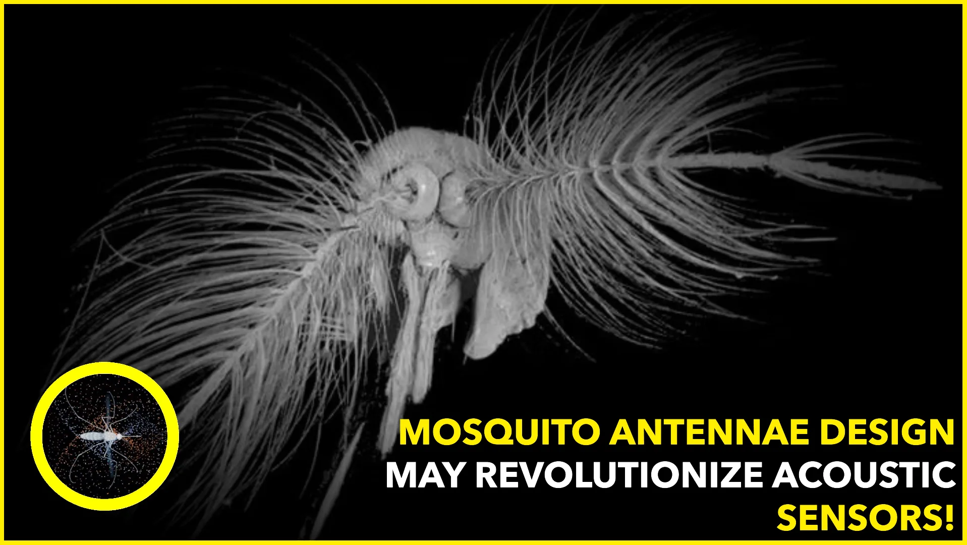 The Sophisticated Design of Mosquito Antennae Could Help Develop Advanced Acoustic Sensors