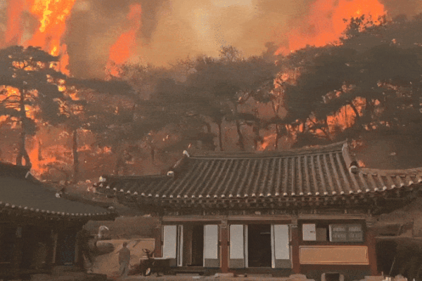 South Korea Wildfires: Death Toll Rises to 18 as Fires Devastate Homes and Heritage South Korea Wildfires: Death Toll Rises to 18 as Fires Devastate Homes and Heritage