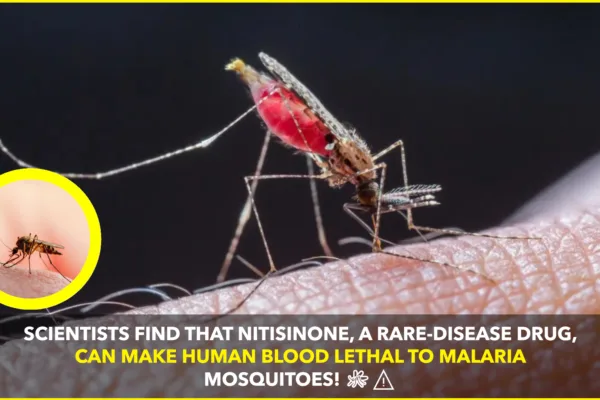 Scientists Discover Nitisinone Can Make Human Blood Lethal to Malaria-Carrying Mosquitoes Scientists Discover Nitisinone Can Make Human Blood Lethal to Malaria-Carrying Mosquitoes