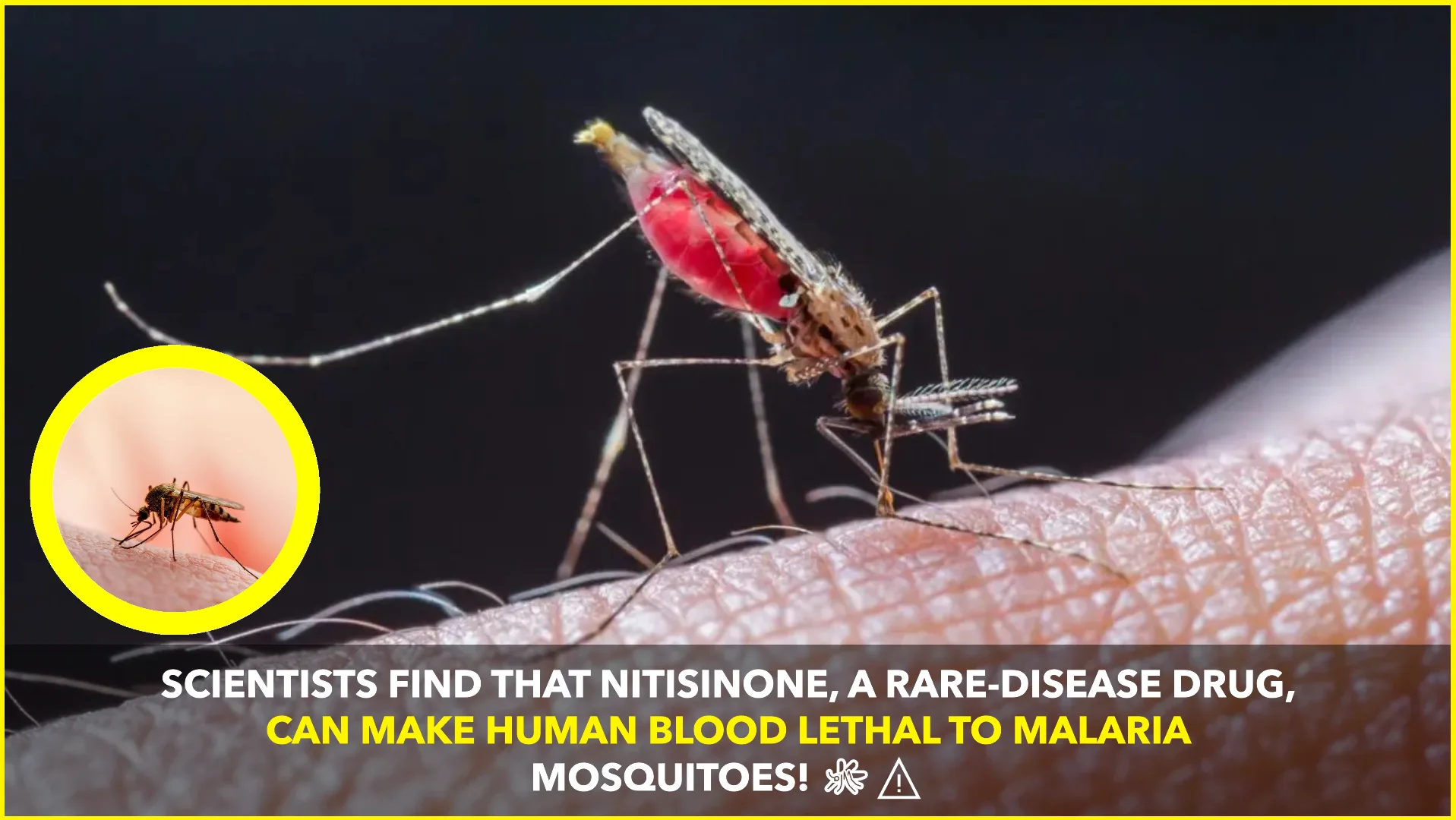Scientists Discover Nitisinone Can Make Human Blood Lethal to Malaria-Carrying Mosquitoes