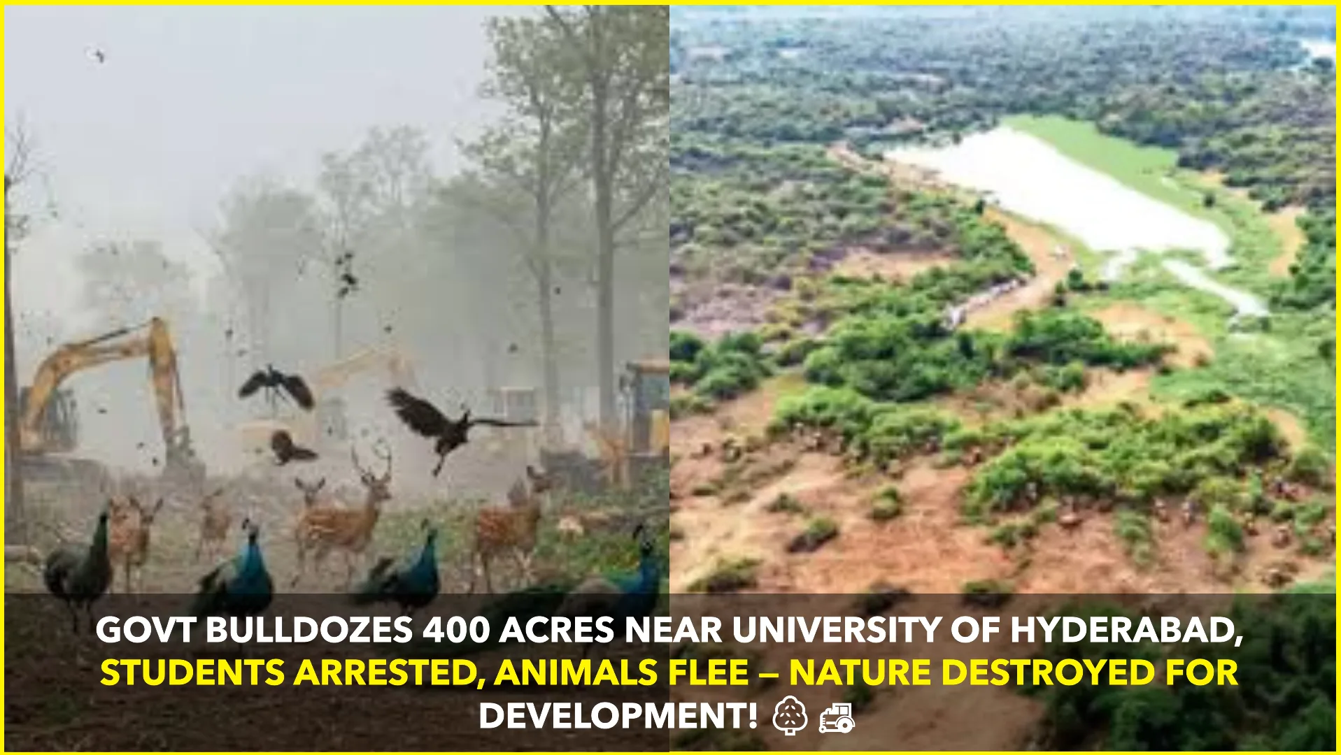 Hyderabad Land Row: Protests Erupt as Government Clears 400 Acres of Forest Near University of Hyderabad