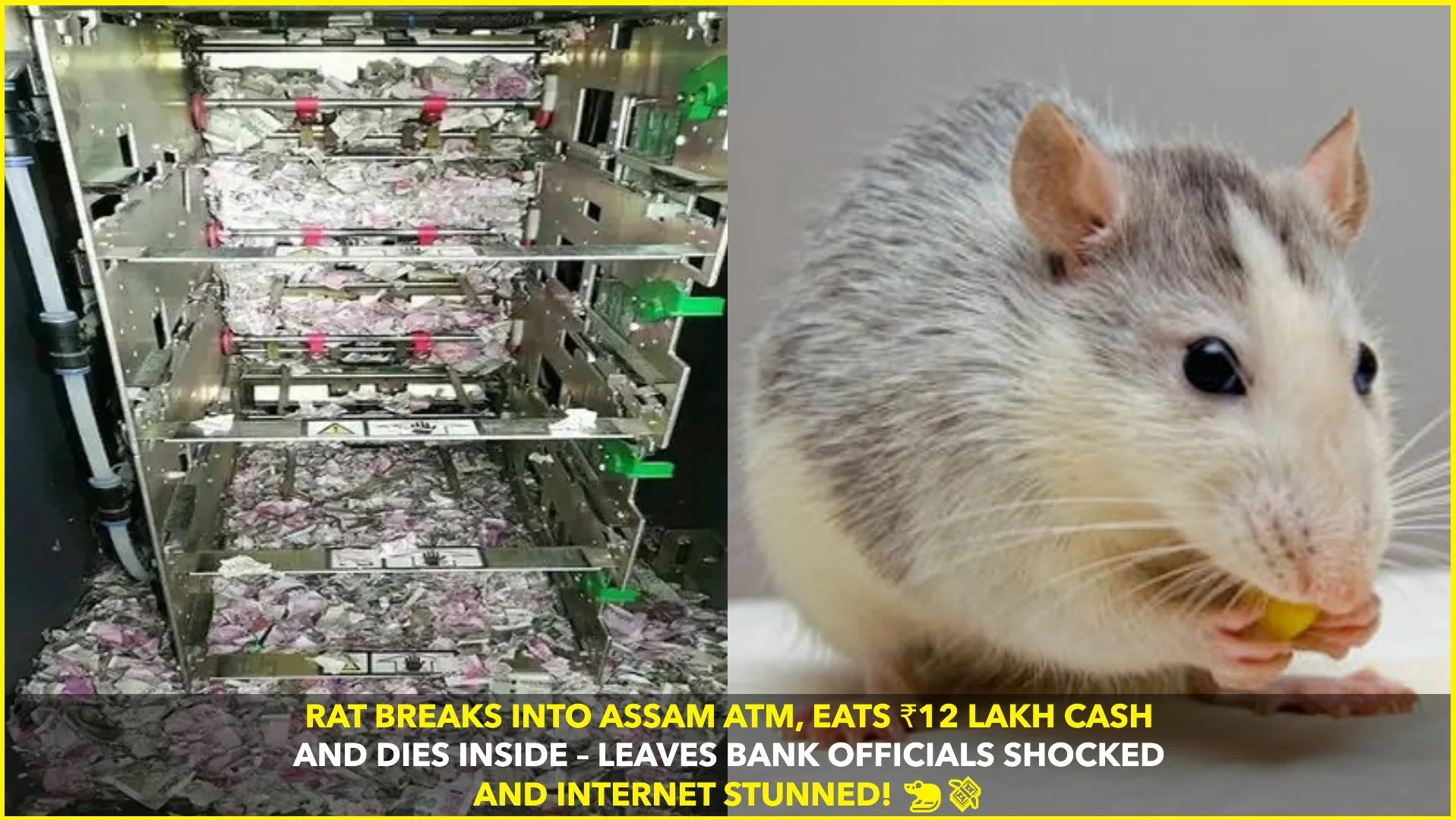 Rat Breaks Into ATM in Assam, Destroys ₹12 Lakh in Cash Before Dying Inside Machine