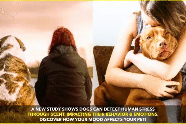 Dogs Can Smell Human Stress, Study Finds — And It Changes Their Behavior Dogs Can Smell Human Stress, Study Finds — And It Changes Their Behavior