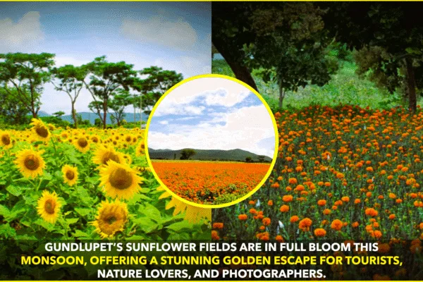 Gundlupet: Karnataka’s Stunning Sunflower Town Draws Tourists with Vibrant Blooms Gundlupet: Karnataka’s Stunning Sunflower Town Draws Tourists with Vibrant Blooms