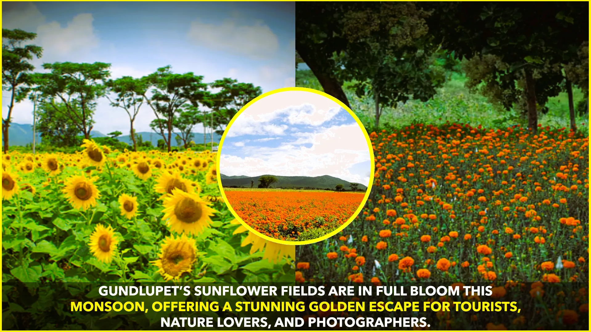 Gundlupet: Karnataka’s Stunning Sunflower Town Draws Tourists with Vibrant Blooms