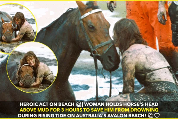 Heroic Act of Love: Nicole Graham Holds Horse’s Head Above Water for 3 Hours to Save Him from Drowning Heroic Act of Love: Nicole Graham Holds Horse's Head Above Water for 3 Hours to Save Him from Drowning