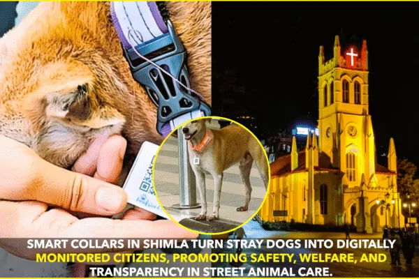 Shimla Turns Strays into Monitored Citizens with Smart Collars Shimla Turns Strays into Monitored Citizens with Smart Collars