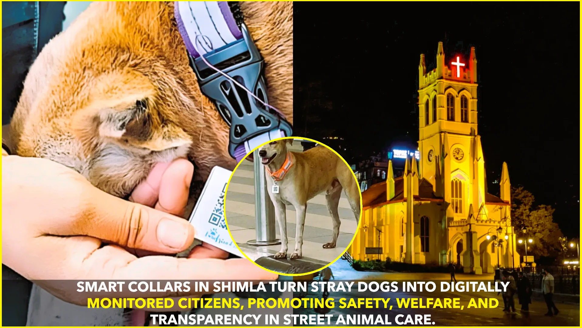 Shimla Turns Strays into Monitored Citizens with Smart Collars