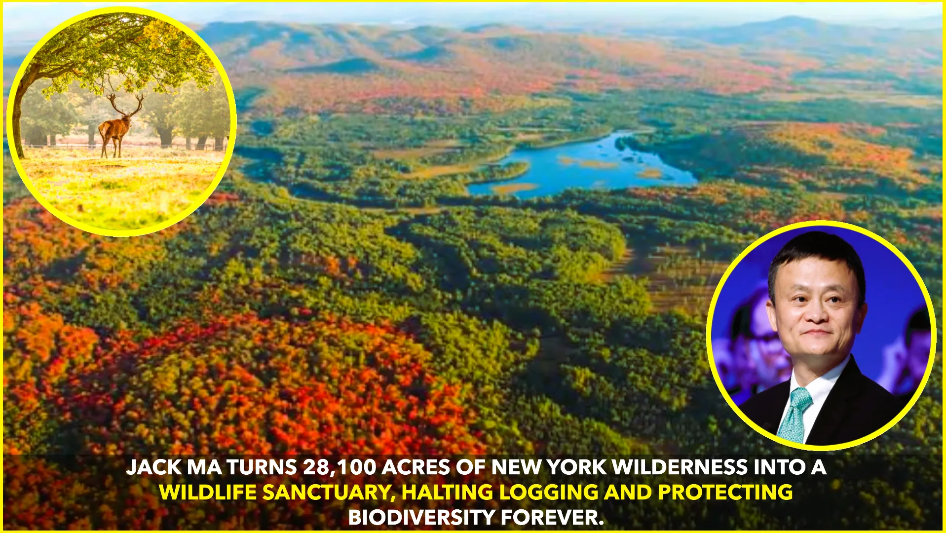 Jack Ma Turns New York Wilderness into Sanctuary