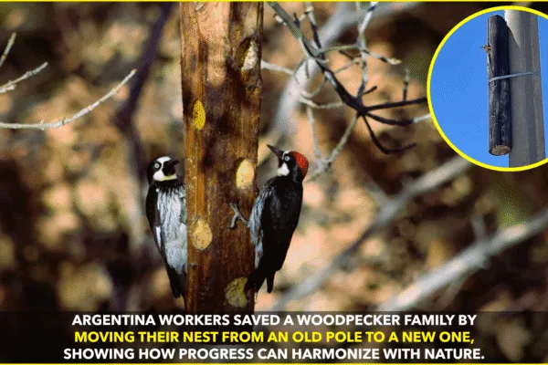 Argentina’s Workers Save Woodpecker Family During Utility Upgrade