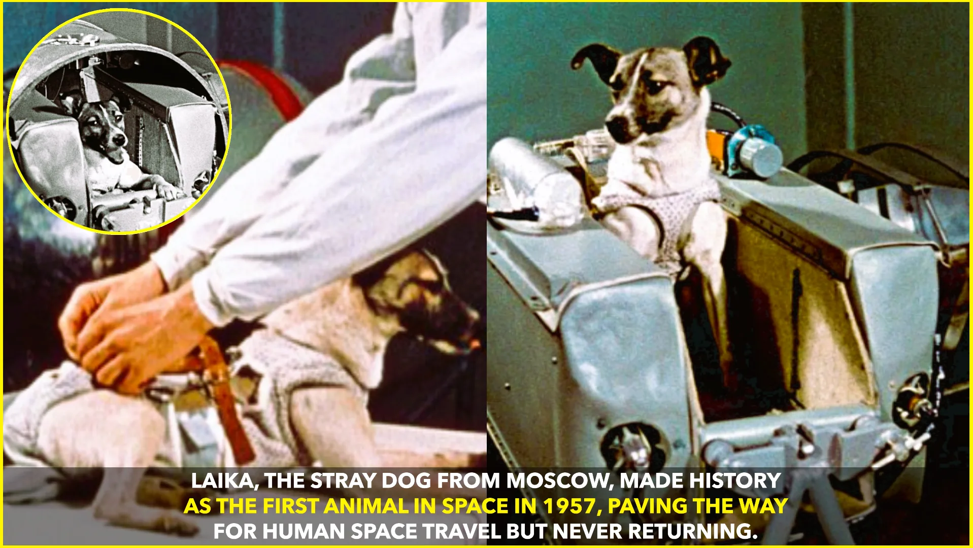Laika: The First Dog in Space and Her Historic Sacrifice