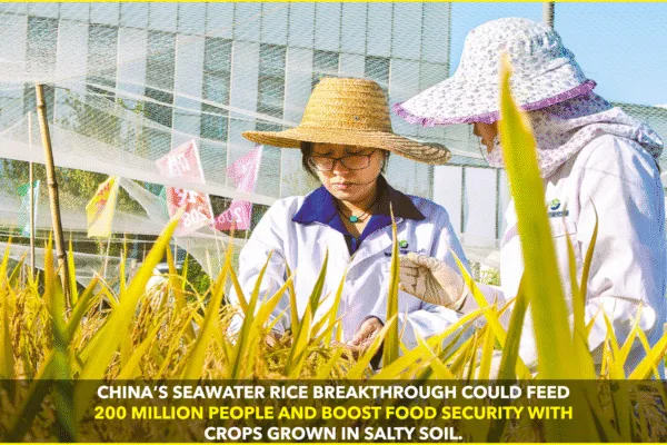 Seawater Rice: China’s Breakthrough for Global Food Security Seawater Rice: China’s Breakthrough for Global Food Security