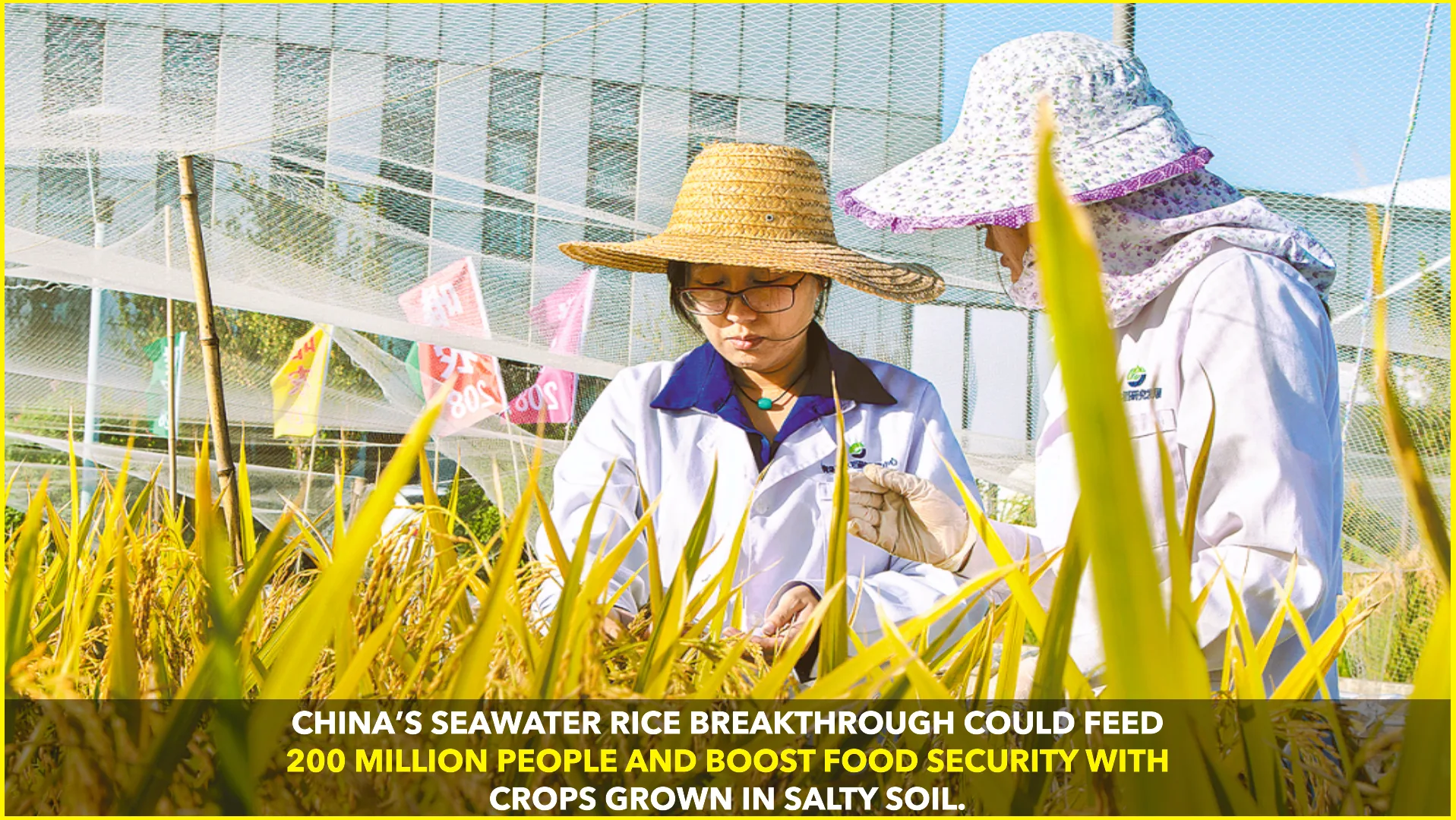 Seawater Rice: China’s Breakthrough for Global Food Security