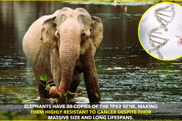 Why Elephants Rarely Get Cancer: The TP53 Gene Secret Why Elephants Rarely Get Cancer: The TP53 Gene Secret
