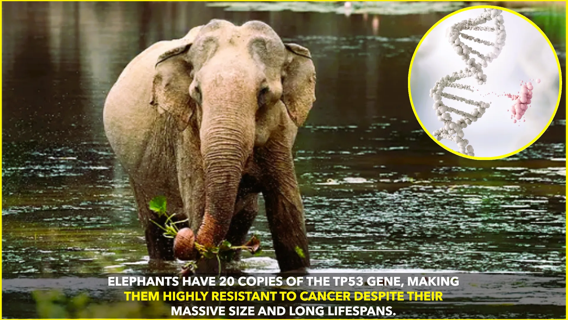 Why Elephants Rarely Get Cancer: The TP53 Gene Secret