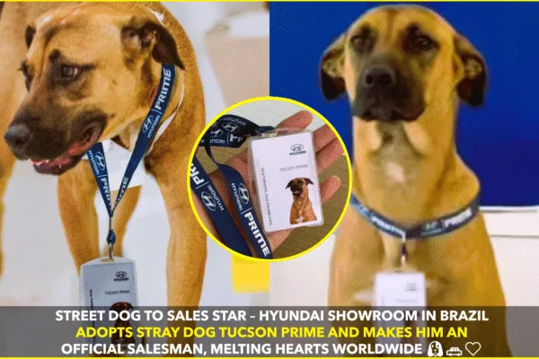 Hyundai’s Street Dog Tucson Prime Becomes Sales Star Hyundai’s Street Dog Tucson Prime Becomes Sales Star