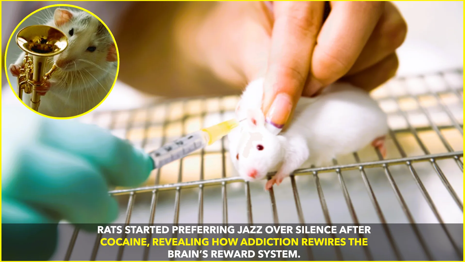 RATS SWAP SILENCE FOR JAZZ AFTER COCAINE, STUDY REVEALS